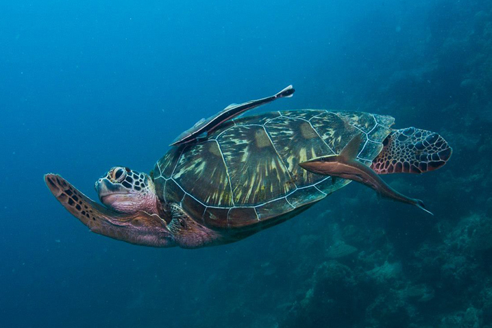 House-Reef