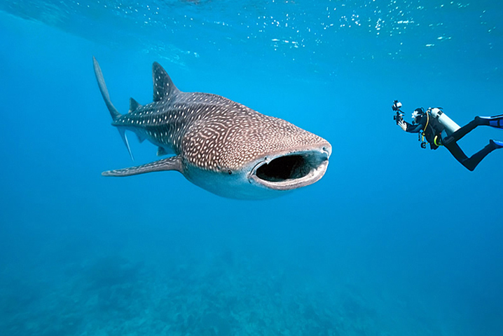 Whaleshark